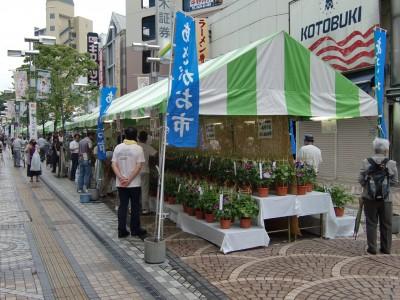 あさがお市の様子