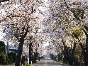 松栄(まつさか)桜並木